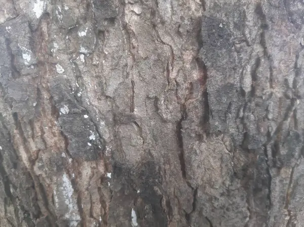 Yakın plan ağaç kabuğu dokusu doğal ahşap desenli ve pürüzlü yüzey, doğa temalı arka plan ve şablon tasarımları için ideal.