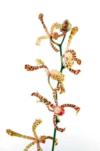 stock image Orange tiger tail orchid. Arachnis Mokara orchid. Isolated. Long long tail petal orchid. Rambling long petals on orchid.