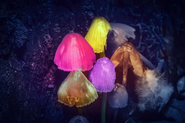 Hallucinogenic Colorful Mushrooms Grow Forest Toned — Stock Photo, Image