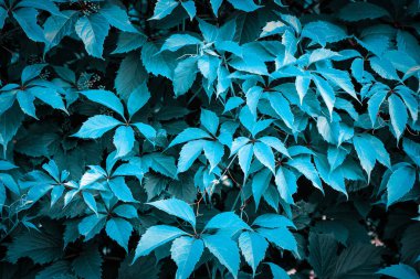 Yaban üzümlerinin yeşil yaprakları..