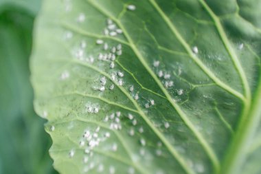 Whitefly Aleyrodes proletella tarımsal veba lahana yaprağı üzerinde.