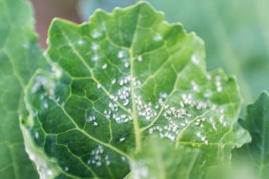 Whitefly Aleyrodes proletella tarımsal veba lahana yaprağı üzerinde.