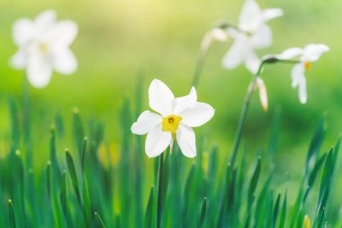 Bahar bahçesinde güzel narsist çiçekler açar..