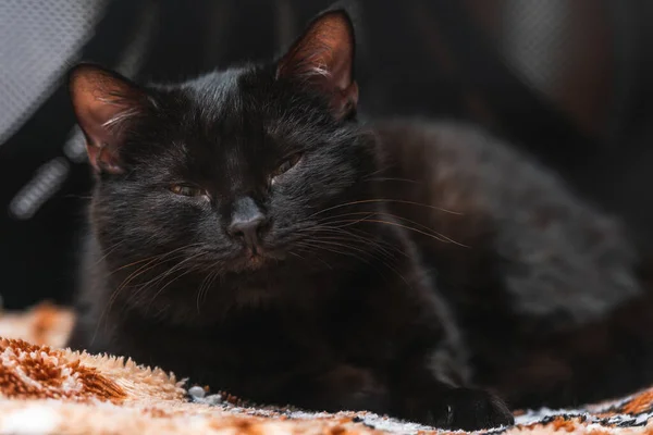 Portrait Beautiful Black Domestic Cat Lying Chair — Stock Photo, Image