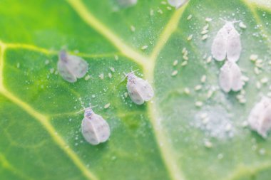 Whitefly Aleyrodes proletella tarımsal veba lahana yaprağı üzerinde.