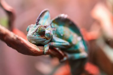 Dalda sürünen sürüngen bir bukalemunun portresi.