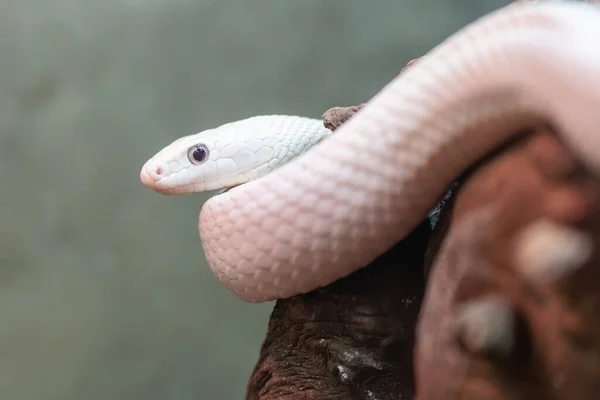 Close-up of a beautiful Texas white snake snake on a branch.