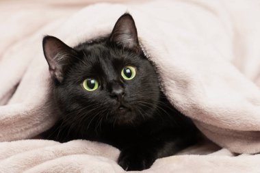 Soğuk bir şakırtı sırasında battaniyenin altından dışarı bakan siyah bir kedinin portresi..