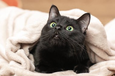 Soğuk bir şakırtı sırasında battaniyenin altından dışarı bakan siyah bir kedinin portresi..