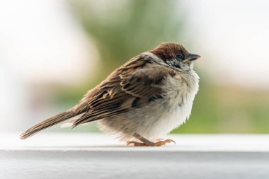 Hasta ruhlu genç serçe bahçede..