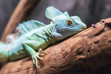 Güzel bir basilisk kertenkelesinin portresi bir dalda dinleniyor..