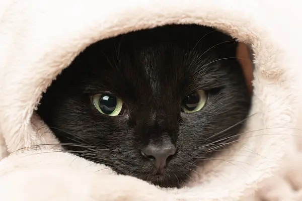 Portret Van Een Zwarte Kat Die Onder Een Deken Vandaan Stockafbeelding