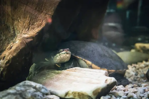 The snake-necked turtle swims in the water in search of food.