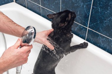 Siyah bir kediyi banyoda yıkıyorum..