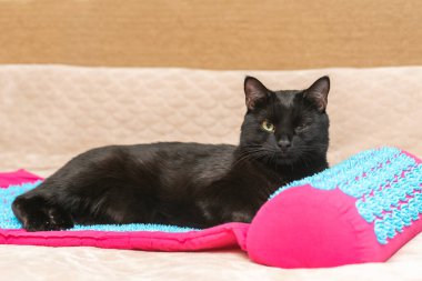 Kara kedi yatak odasındaki yatakta akupunktur minderinin üzerinde yatıyor..