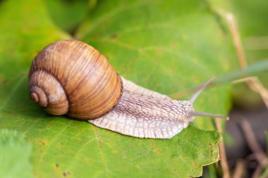 Güzel bahçe salyangozu dalda sürünüyor..