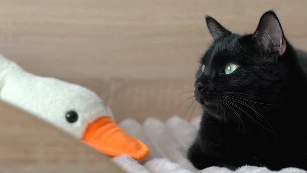 Schwarze Katze Döst Auf Dem Bett Schlafzimmer — Stockvideo