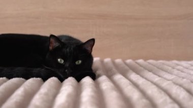 Yatak odasındaki yatakta uyuyan siyah kedi.