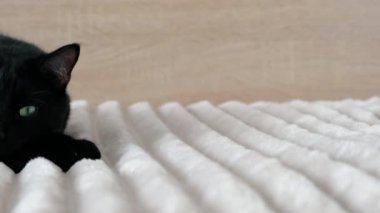 Yatak odasındaki yatakta uyuyan siyah kedi.