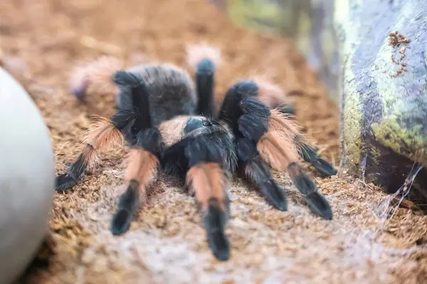 Kuş yiyen Emilia örümceği, Brachypelma Emilia, doğal ortamında..