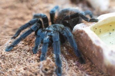 Tarantula örümceği Pterinopelma sazimai, doğal ortamında.