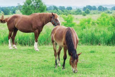 Karabasan ve tay çayırda birlikte otluyor..