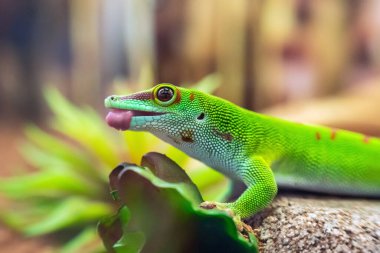 Madagaskar Gecko Phelsuma 'nın yakın plan portresi..