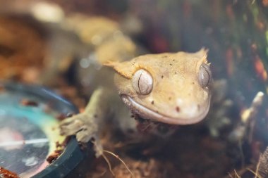 Bir ibikli kertenkelenin portresi Correlophus ciliatus.