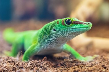 Madagaskar Gecko Phelsuma 'nın yakın plan portresi..