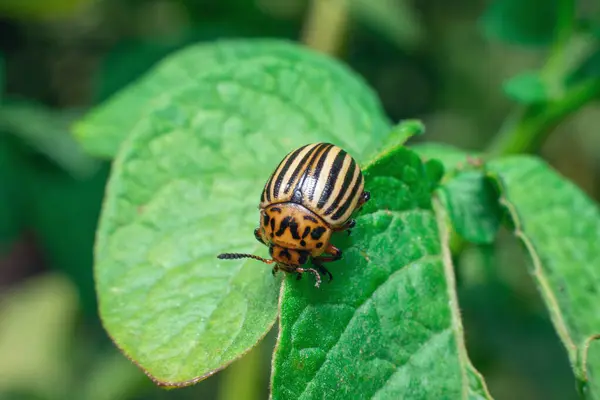 stock image Agricultural pest Colorado potato beetle eats potato leaves.