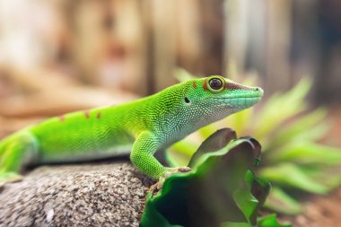 Madagaskar Gecko Phelsuma 'nın yakın plan portresi..