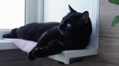 Güzel siyah evcil kedi pencere eşiğinde yatarken ağzı açık esniyor.