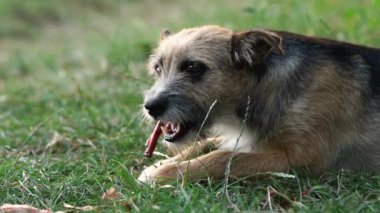 Aç bir bahçe köpeği yeşil çimenlerde yatarken bir kemik kemirir.