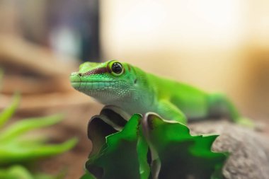 Madagaskar Gecko Phelsuma 'nın yakın plan portresi..