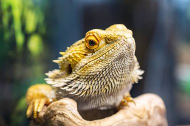 Portrait of a beautiful bearded dragon sitting on a branch. clipart