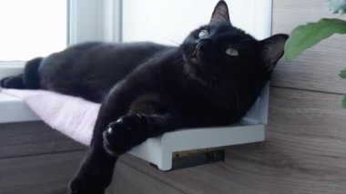 Güzel siyah evcil kedi balkondaki pencere eşiğinde dinleniyor.