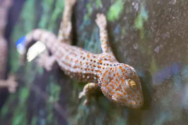 stock image Spotted lizard Toki gecko crawls on the glass. Gekko gecko.