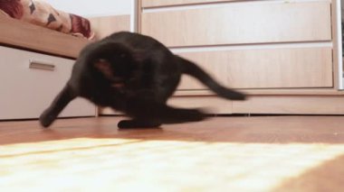 Genç siyah kedi yerde lazerle oynuyor.