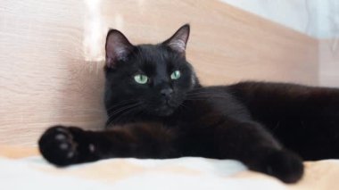 Yatak odasında siyah kedi yatıyordu.