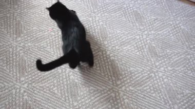 Genç siyah kedi yerde lazerle oynuyor.