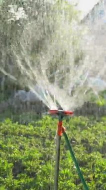 Bahçede gün batımında meyve ve sebzeleri sulayan bir bahçe. Dönen fıskiyeli bahçe sulama sistemi