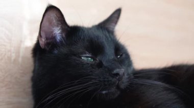Yatak odasındaki yatakta uyuyan siyah kedi.