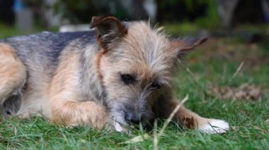 Aç bir bahçe köpeği yeşil çimenlerde yatarken bir kemik kemirir.