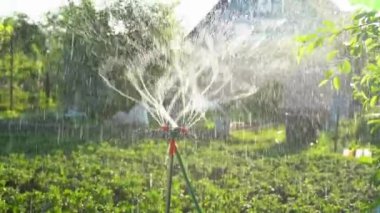 Bahçede gün batımında meyve ve sebzeleri sulayan bir bahçe. Dönen fıskiyeli bahçe sulama sistemi