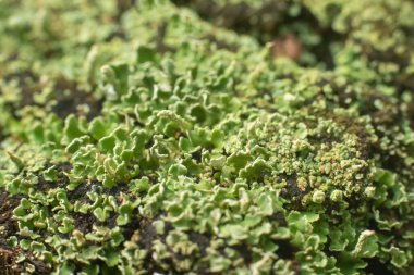 Ormanda, arka planda, dokuda eski bir kütükte yosun var..