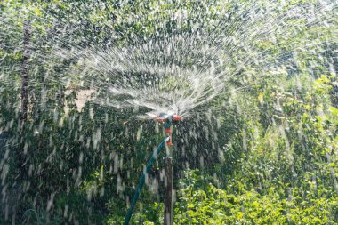 Bahçede gün batımında meyve ve sebzeleri sulayan bir bahçe. Dönen fıskiyeli bahçe sulama sistemi.
