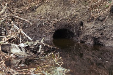 Nehir kıyısındaki bir kunduz deliğine giriş..