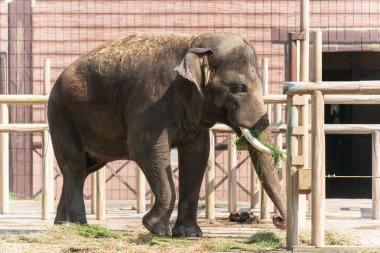 Erkek bir Asya fili ot yer..