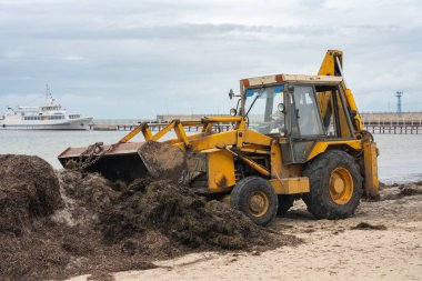 Kumsalı alglerden kazıcı kullanarak temizlemek..