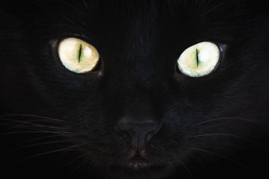 Sarı gözlü siyah bir kedinin portresi..